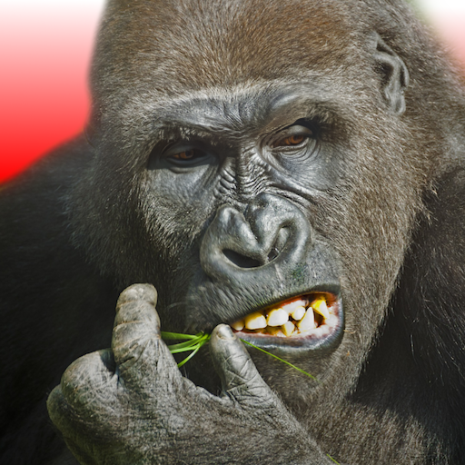 Flying Gorilla MOD Unlimited Money 5.0.2