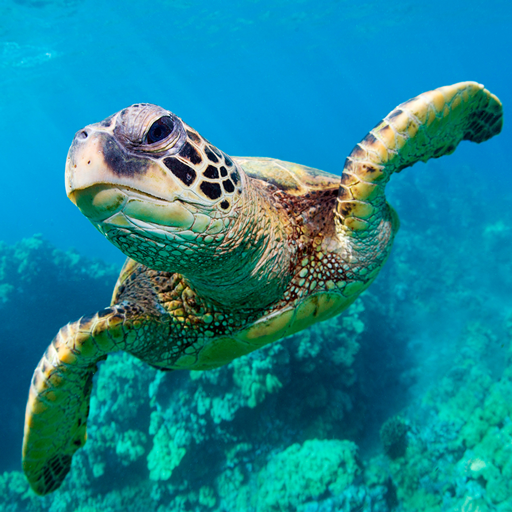 The Turtle MOD Unlimited Money 1.2.2
