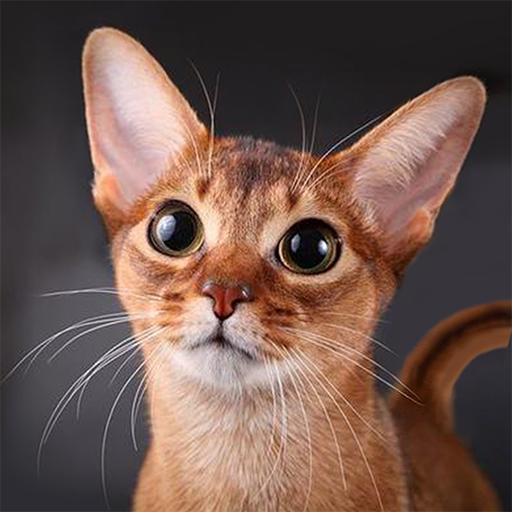 Talking Abyssinian Cat MOD Unlimited Money 1.2.2